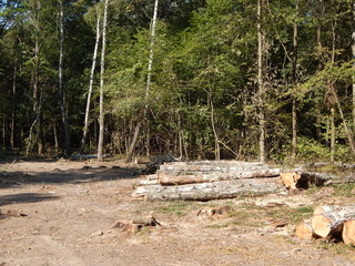 Fototapeta premium stack of wood of logs