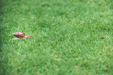 a snail with its shell house moving Slowly on green grass.Snail on the green grass in the rainy season..close up a snail moving on green grass in garden.