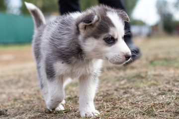 Fototapeta premium husky puppy