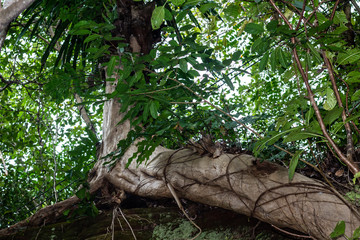 The forest interior of Phu Sing National Park, Bueng Kan Thailand.