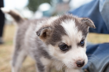 husky puppy