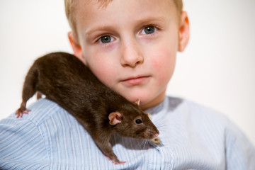 Boy 6 years old with a domestic rat at home