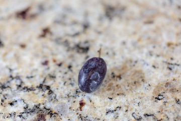Grape shriveled up
