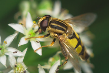 fly Diptera Syrphidae