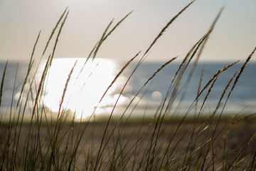 Fototapeta premium Seagrass on a sunrise background