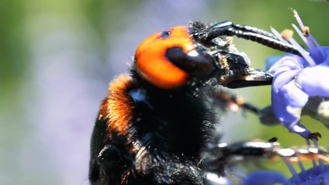 Japanese Giant Hornet (Vespa Mandarinia Japonica) Gather Flower Pollen In Macro Footage