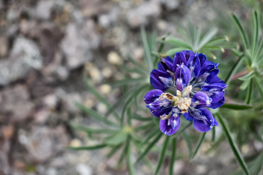 Flor lila