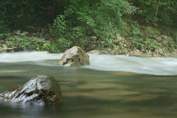 stream in forest