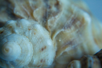 Black Sea whelk