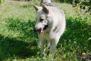 A dog stands on the grass. Candid.