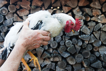 Rustic rooster in the hands of the owner. Candid.
