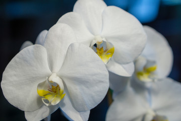 Naklejka na ściany i meble Beautiful white orchid