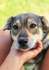 cute funny puppy put his head on the man's hand and looks friendly and scared