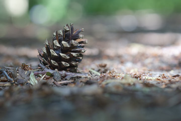 Von der Sonne beleuchteter Tannenzapfen am Waldboden