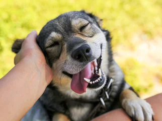 Photo sur Plexiglas Chien chien mignon a mis son visage sur ses genoux à l& 39 homme et souriant des mains se grattant l& 39 oreille