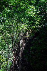 The forest interior of Phu Sing National Park, Bueng Kan, Thailand