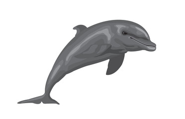 dolphin cartoon jumping