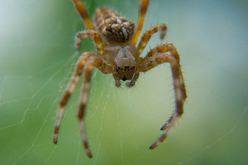 Macro spider pfotography