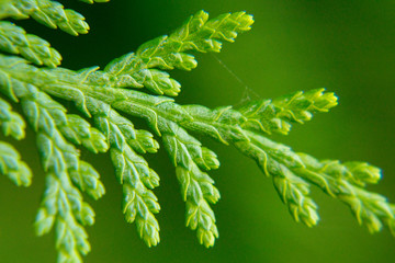 Green thuja leaf