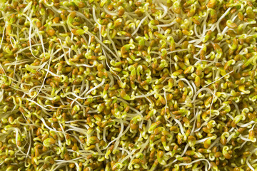 Raw Green Organic Clover Alfalfa Sprouts