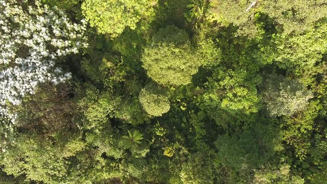 Overlooking the canopy of pristine montane rainforest at the Los Cedros Biological Reserve in western Ecuador
