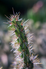 Spiky cactus on point