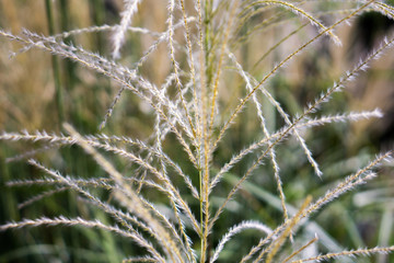 Reed plant on focus
