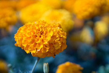 Beautiful flowers in the garden
