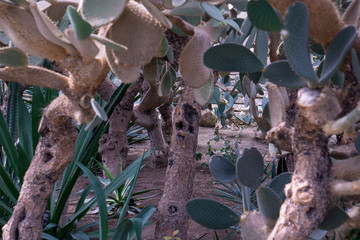 A forest of cactuses