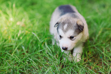 Fototapeta premium Siberian husky puppy on green grass.