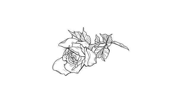 Withered Rose Dead Flower Hand Drawing Stock Illustration 412535056   Shutterstock
