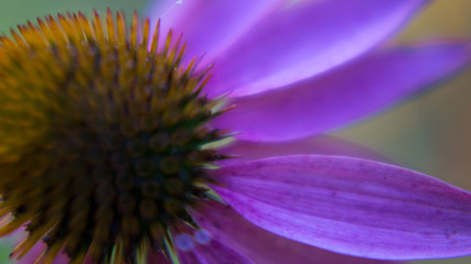 Flower macro photography