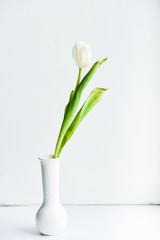 Floral Background, postcard: Tulip flower in white vase on white background. Layout, mocap, for your text mother's day, copyspace.