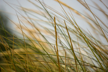 Low angle grass photography