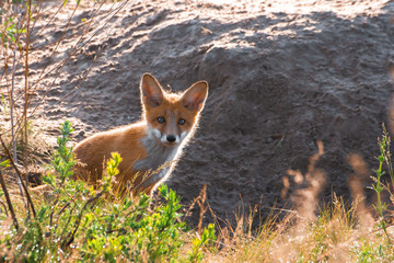  fox in the field under the city