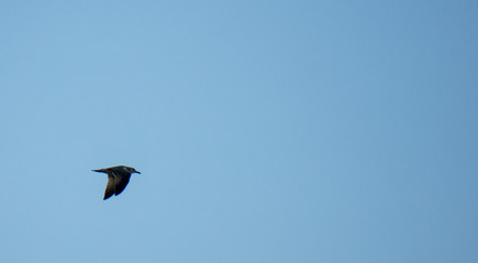 Obraz premium Soaring seagull in the sky