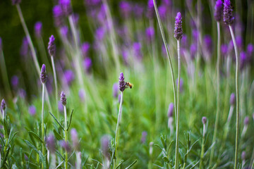 abeja, lila., lavanda, naturaleza,purple