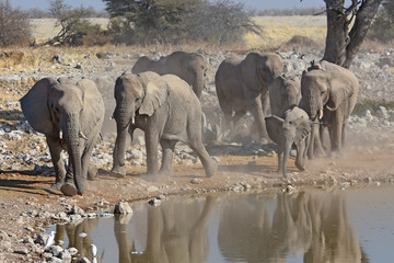 Obraz premium Elefantenherde (loxodonta africana) am Wasserloch Okaukuejo im Etosha Nationalpark in Namibia