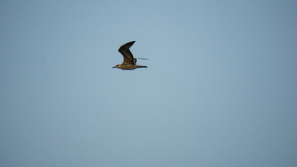 Soaring seagull in the sky