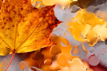 Fototapeta na wymiar Autumn background with maple leaves.