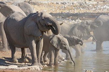 Afrikanische Elefanten (loxodonta africana) am Wasserloch Okaukuejo im Etosha Nationalpark in...