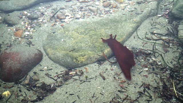 4k. Sea Hare Slug Moving Underwater In California Tide Pool.