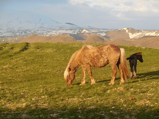 Island horses