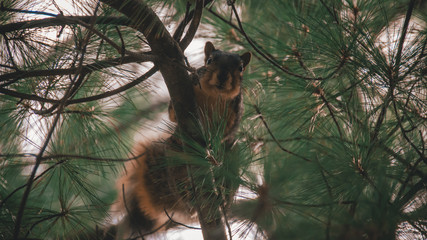 squirrel on a tree