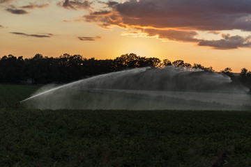 Irrigation in the sunset