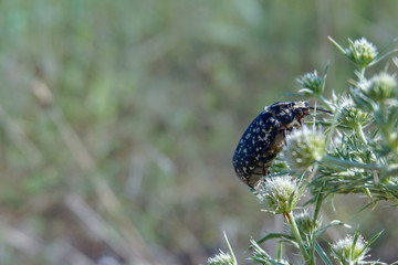 Sand beetle near the beach