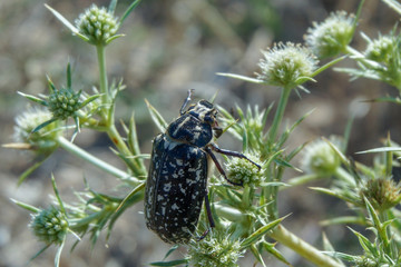 Sand beetle near the beach
