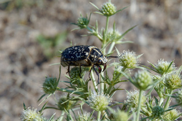 Sand beetle near the beach