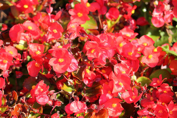 Wax or Bedding Begonia (Begonia semperflorens) with bright red flowers on flowerbed