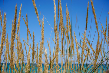 Grass on the beach